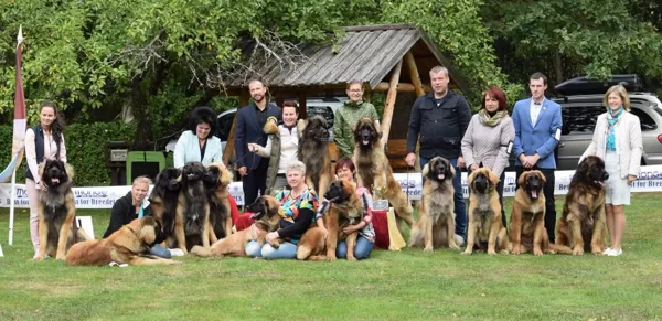 Latvijas Dzintara Leonbergers' 2018