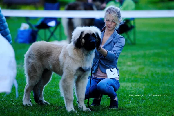 LATVIAN AMBER LEONBERGER'2017