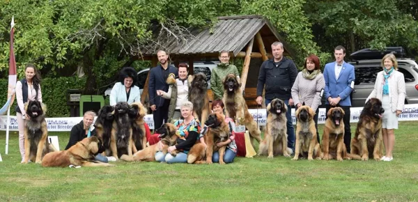 LATVIAN AMBER LEONBERGER' 2018
