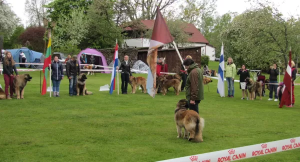 LATVIAN GOLDEN LEONBERGER'2015