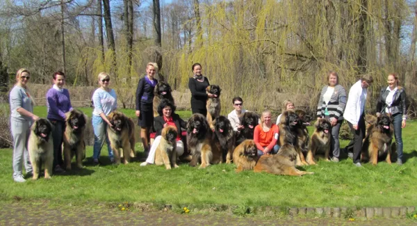 LATVIAN GOLDEN LEONBERGER'2017