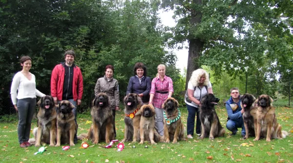 LATVIAN AMBER LEONBERGER 2013