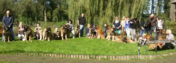 LATVIAN AMBER LEONBERGER 2014