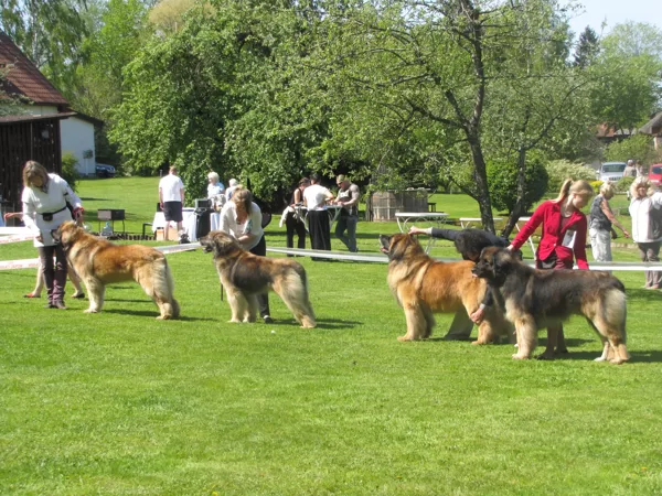 champion male class
