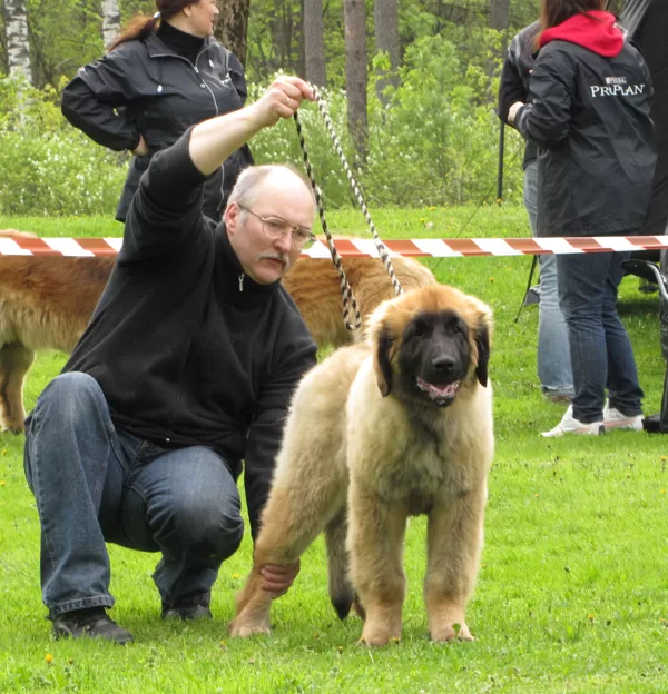 PIA DESIDERATA BERBERIS LEVIS - baby class male