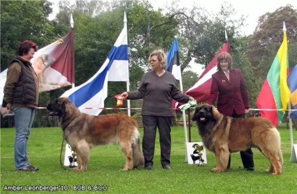 LATVIAN AMBER LEONBERGER'2010