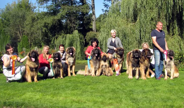 LATVIAN AMBER LEONBERGER'2016