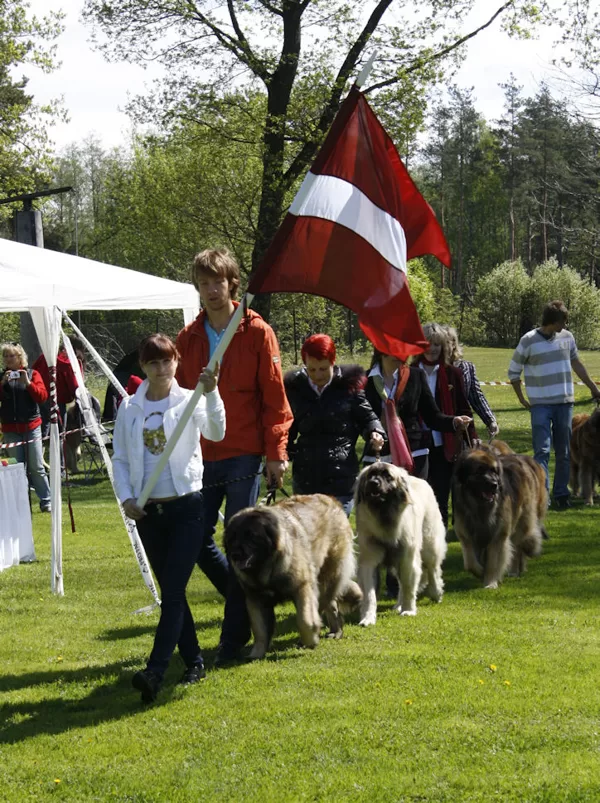 LATVIAN GOLDEN LEONBERGER 2011
