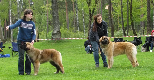 females puppy ring